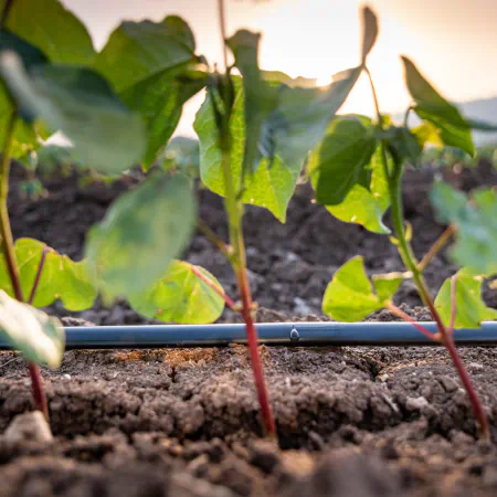 Avantajele și dezavantajele irigării prin picurare — ghid pentru agricultură 2026