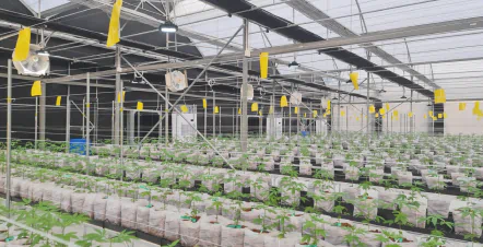 Irigare precisă pentru cannabis medicinal