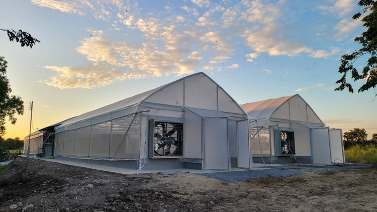 Cultivarea organică a florilor în sera universității